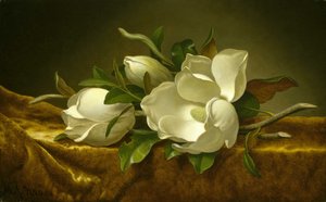 Magnolia